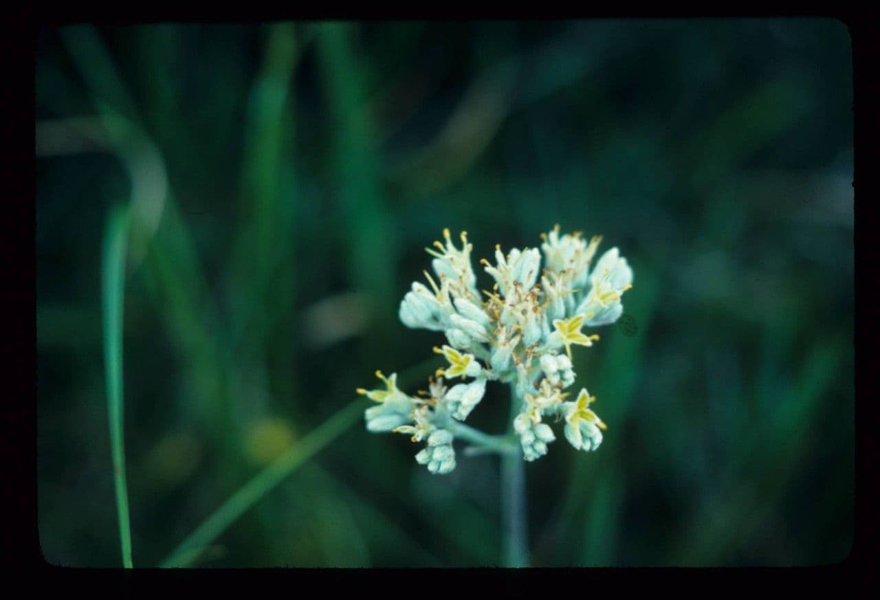 Karolinische Lachnanthes 3