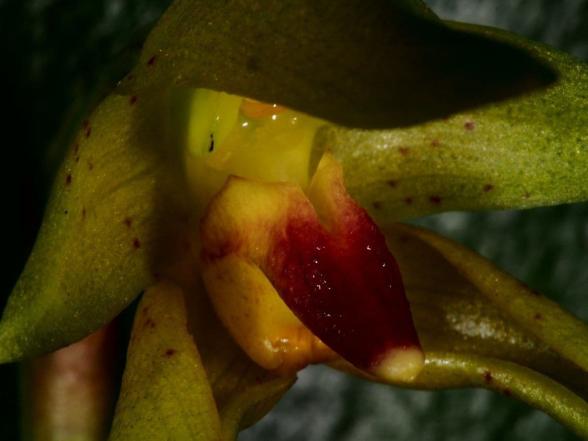 Bulbophyllum 8