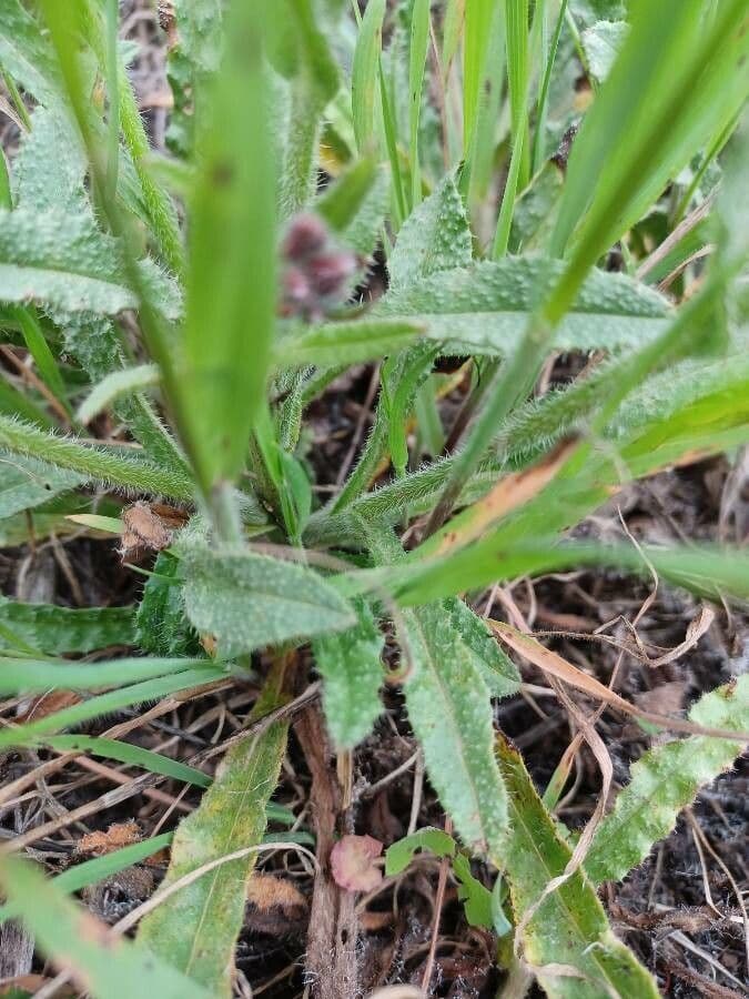 Buglossoide ondulata 14