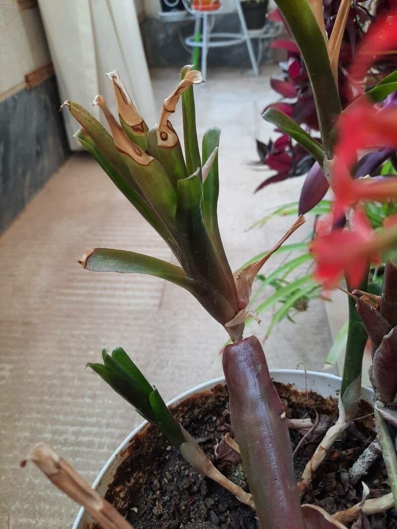 Guzmania monostachia 21
