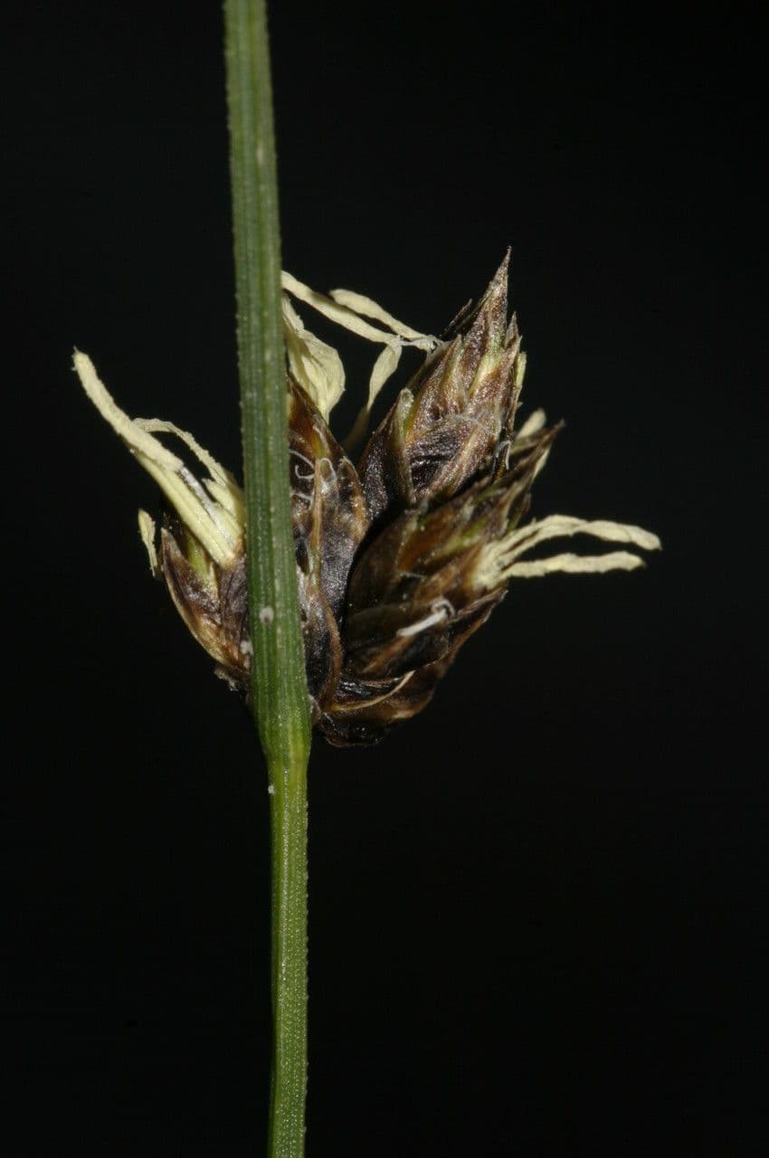 Carice divisa