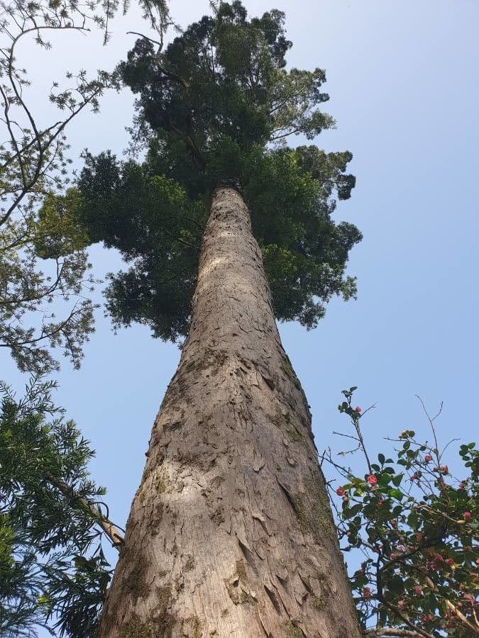 Afrocarpus falcatus 5