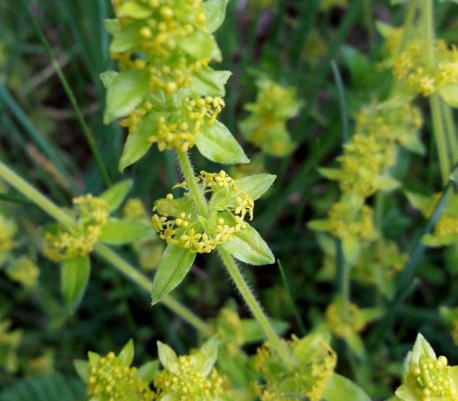Cruciata 10