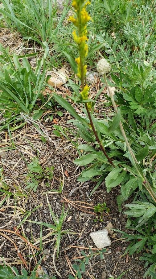 Solidago semplice 8