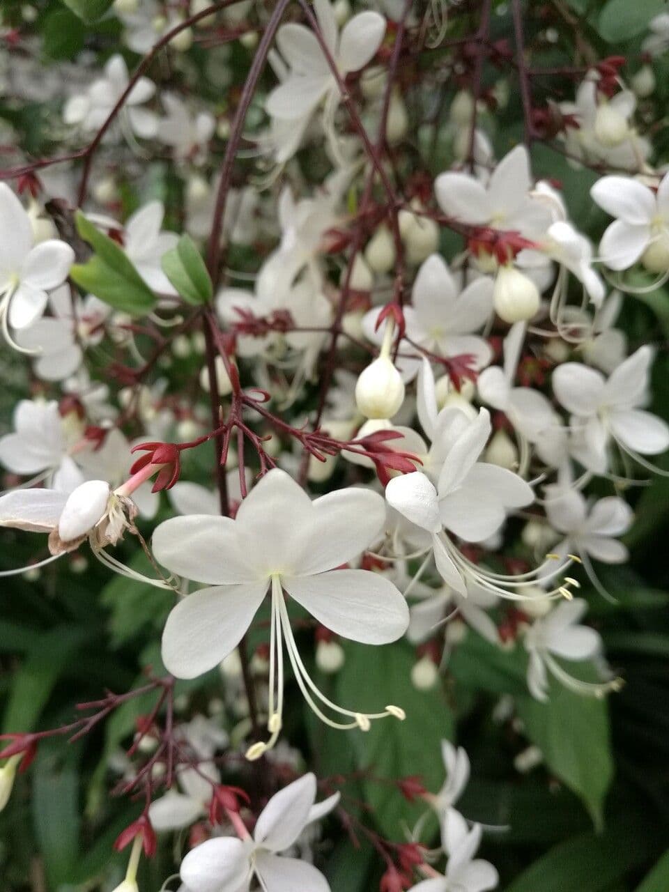 Chlerodendrum 2