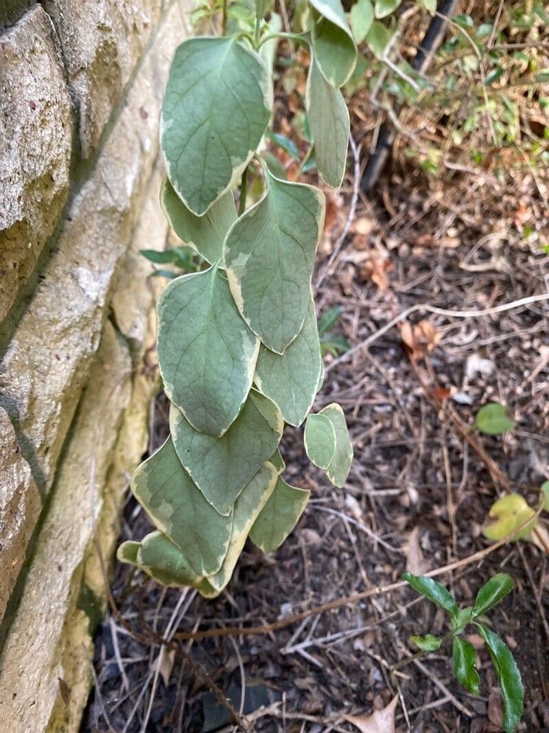 Solanum hindsianum 16