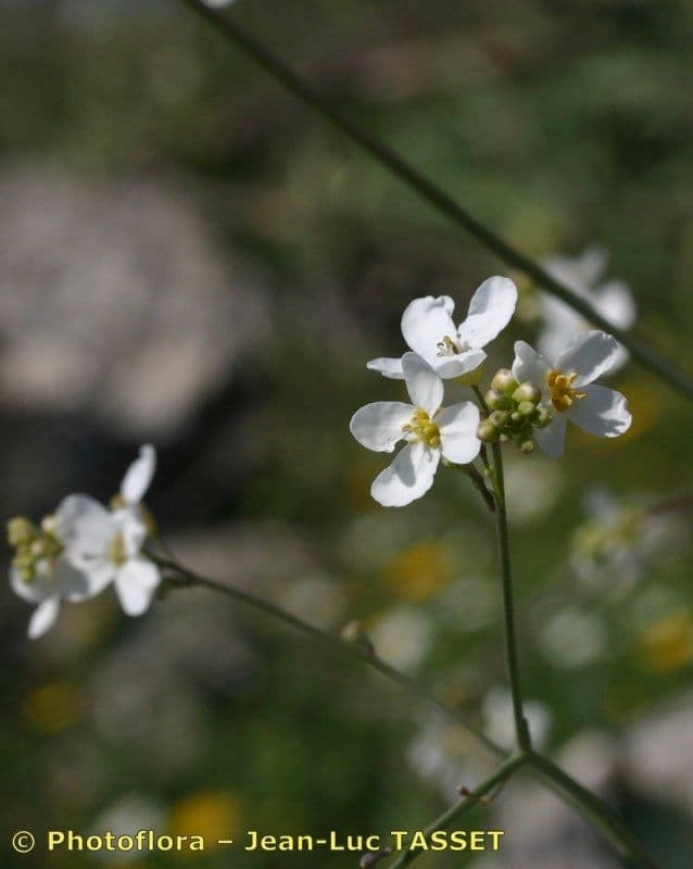 Crambe filiforme 4