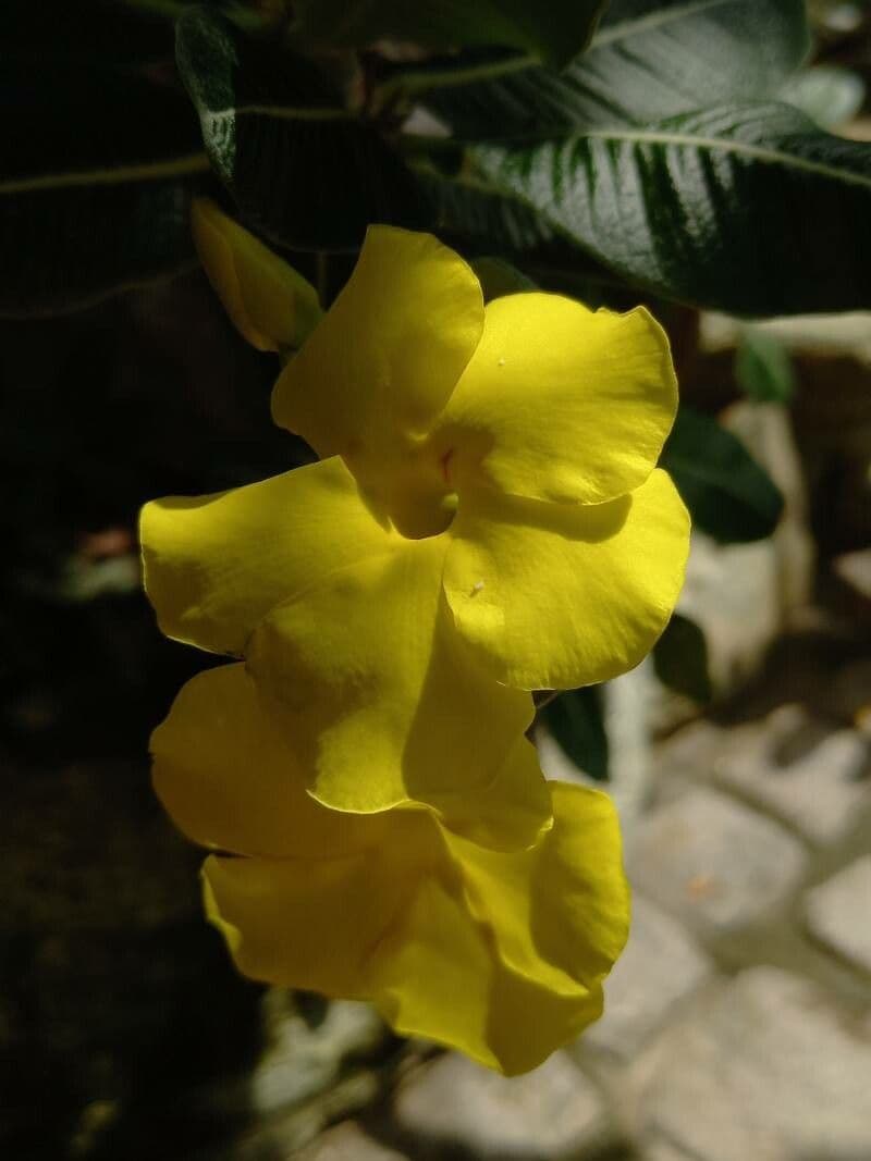 Pachypodium 2