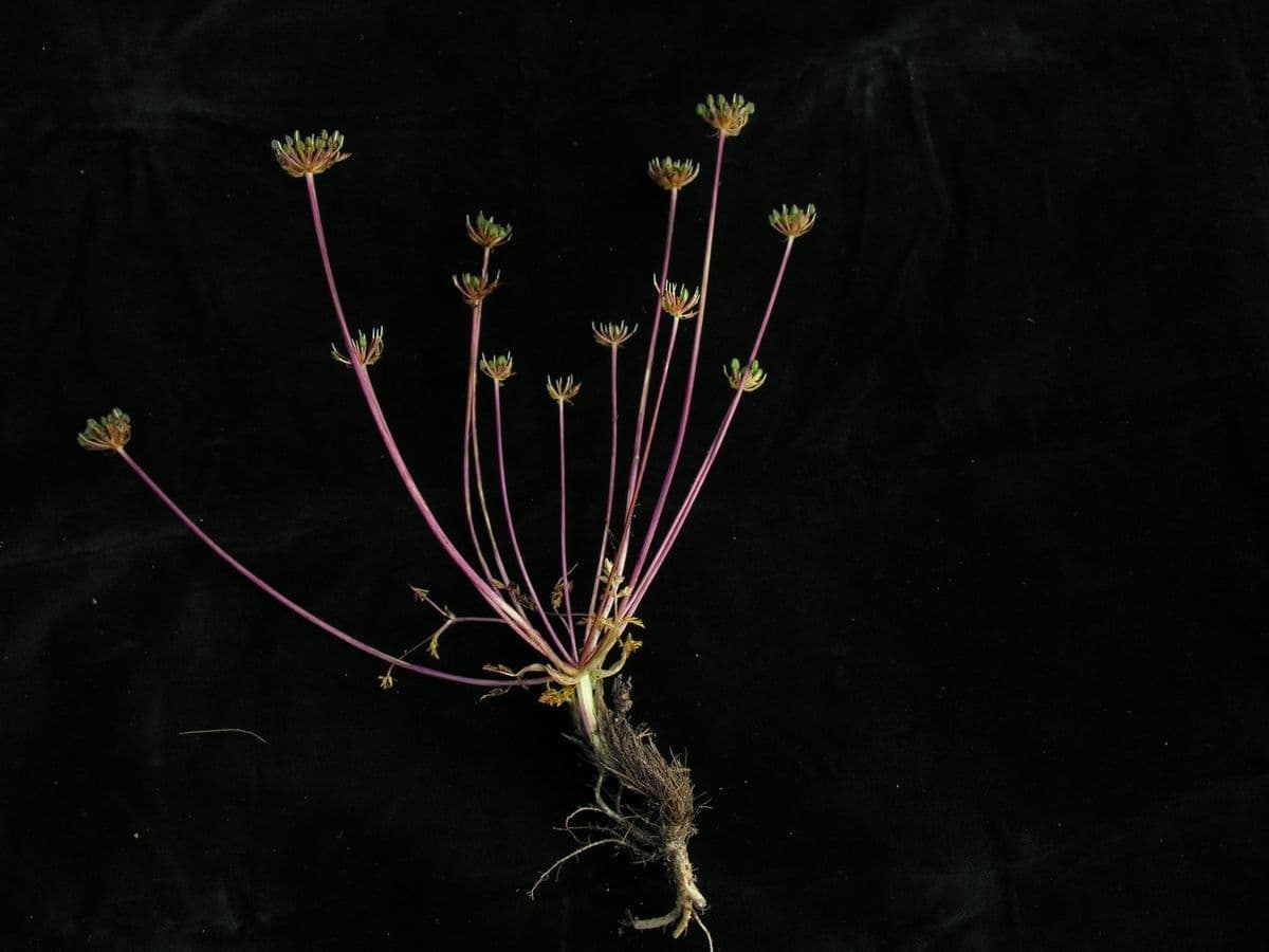 Physospermopsis 6