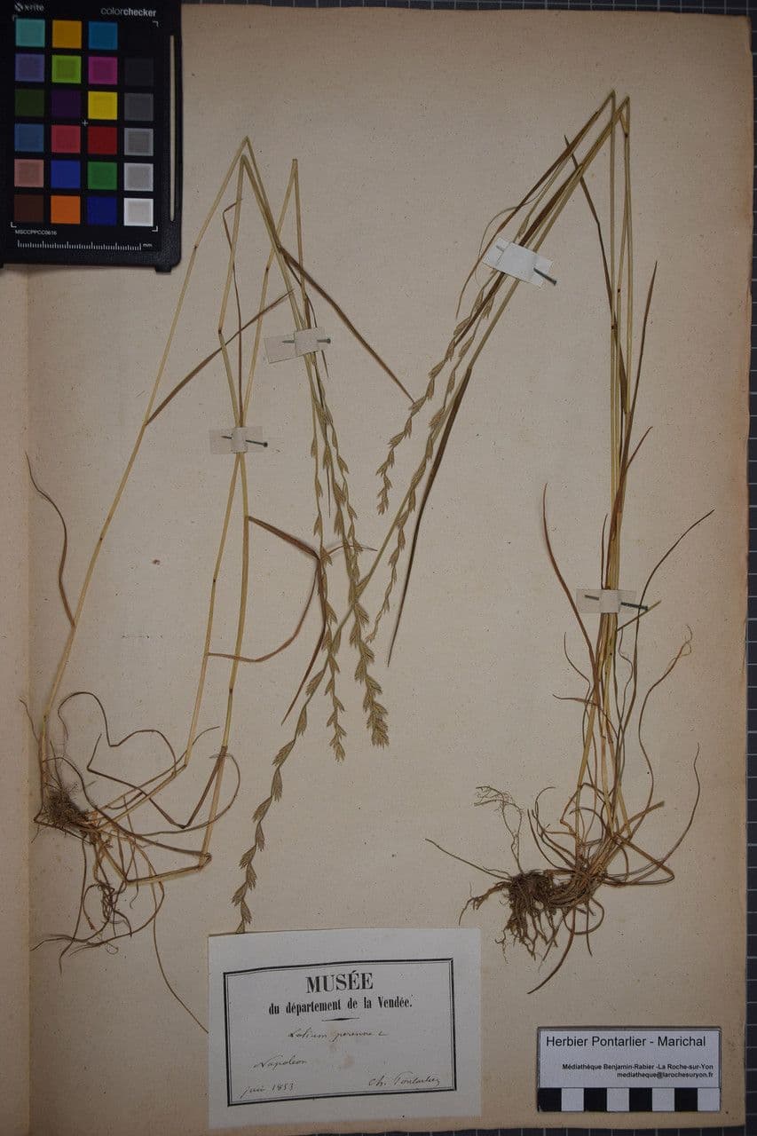Loglio perenne 28