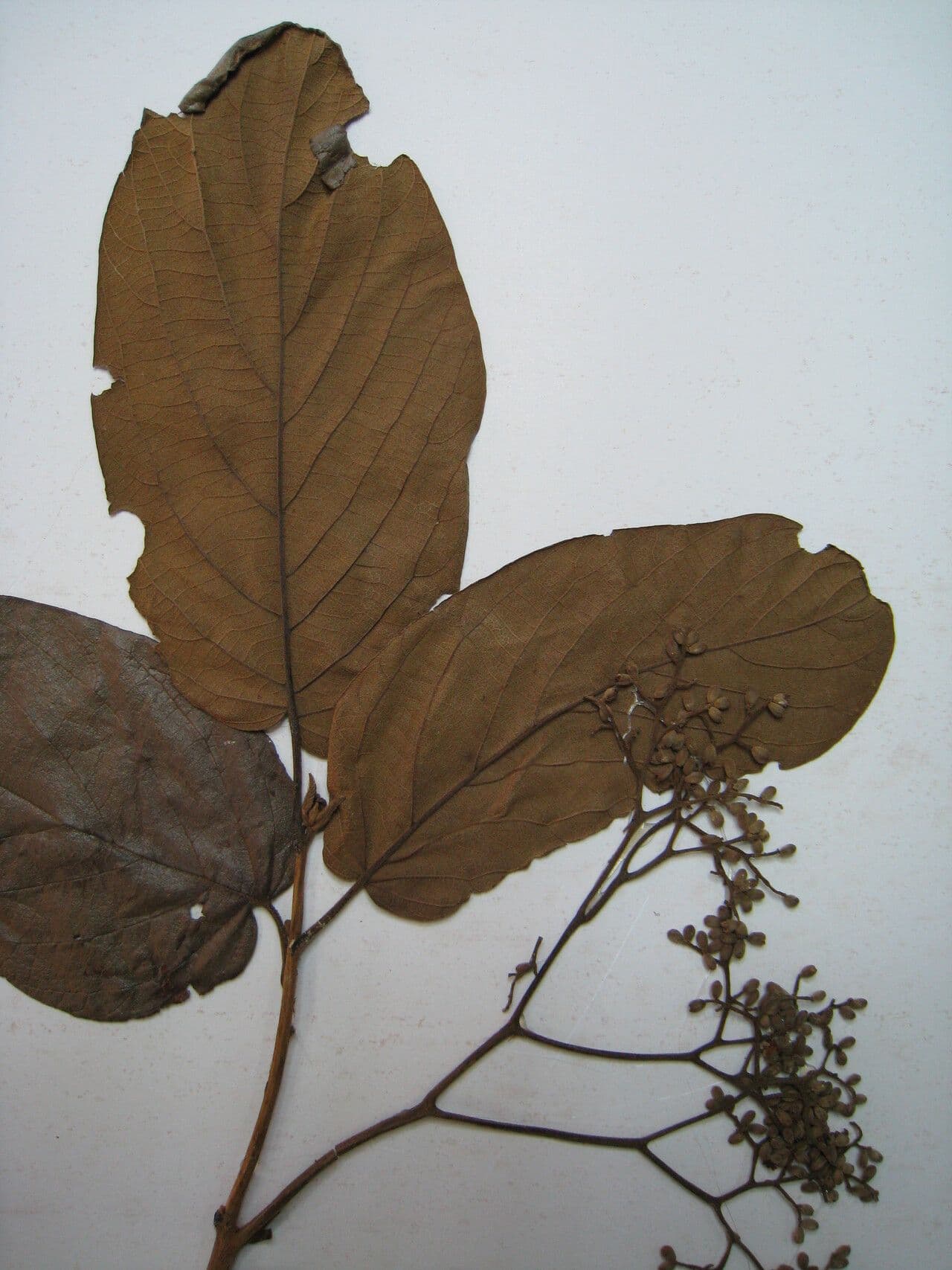 Cordia