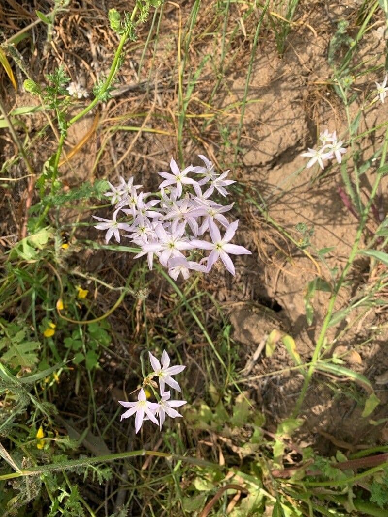 Leucocoryne