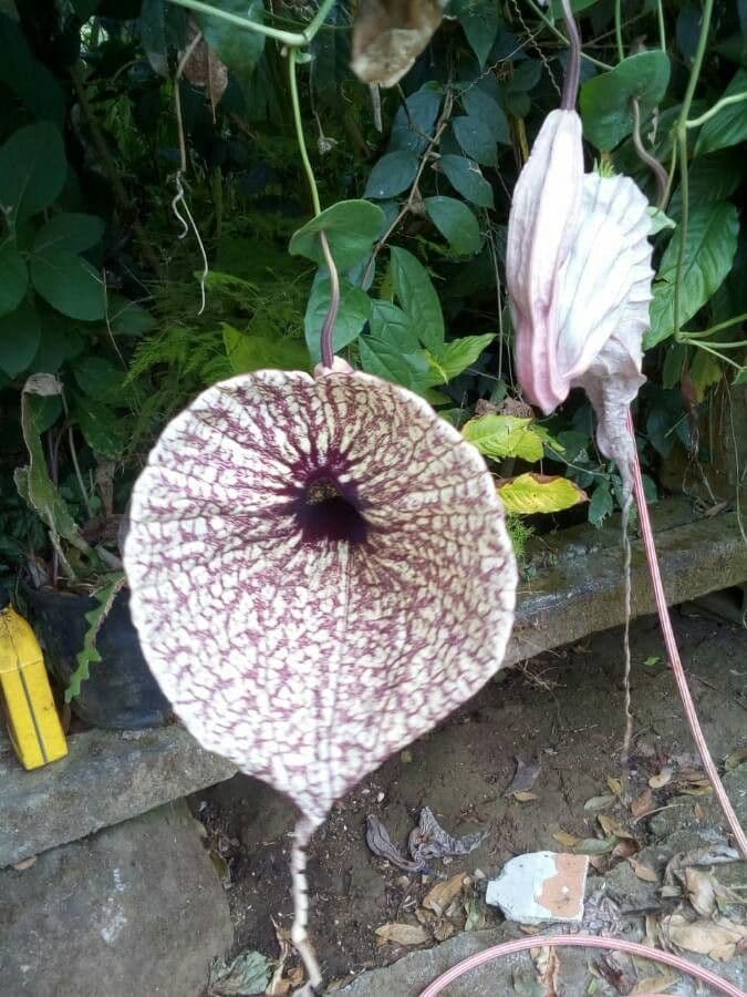 Fiore d'anatra 8