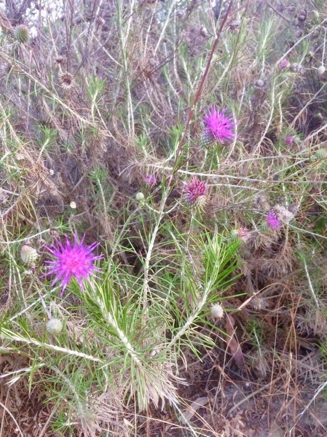 Ptilostemon chamaepeuce 9
