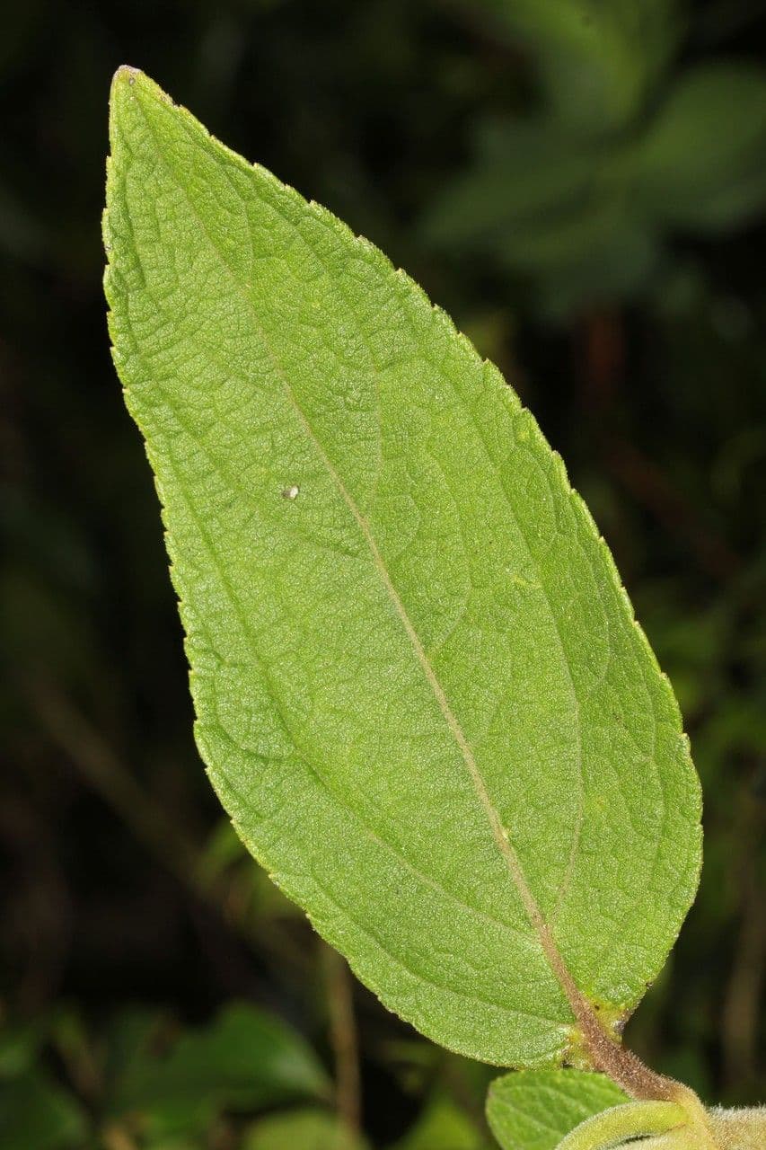 Clibadium 17