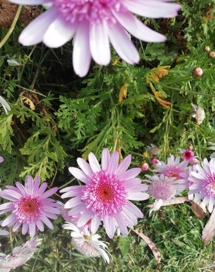 Argyranthemum 14