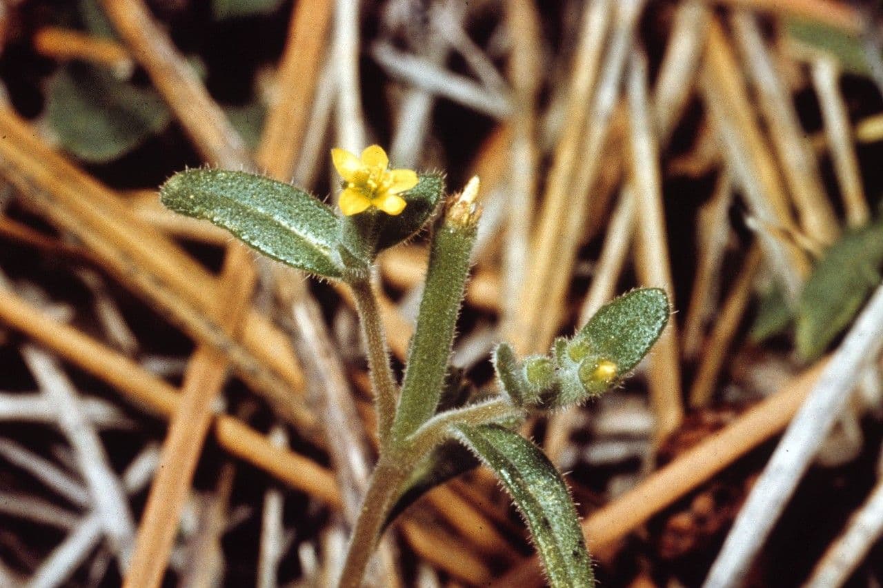 Mentzelia dispersa