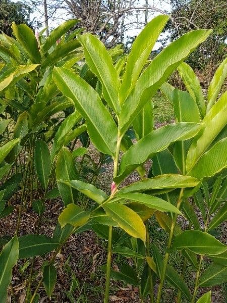 Zázvor purpurový 20