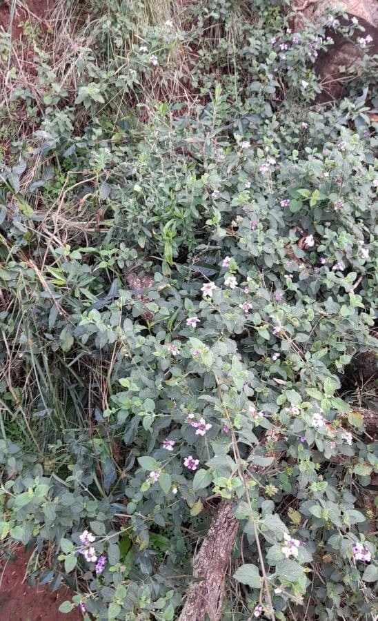 Lantana fucata 2
