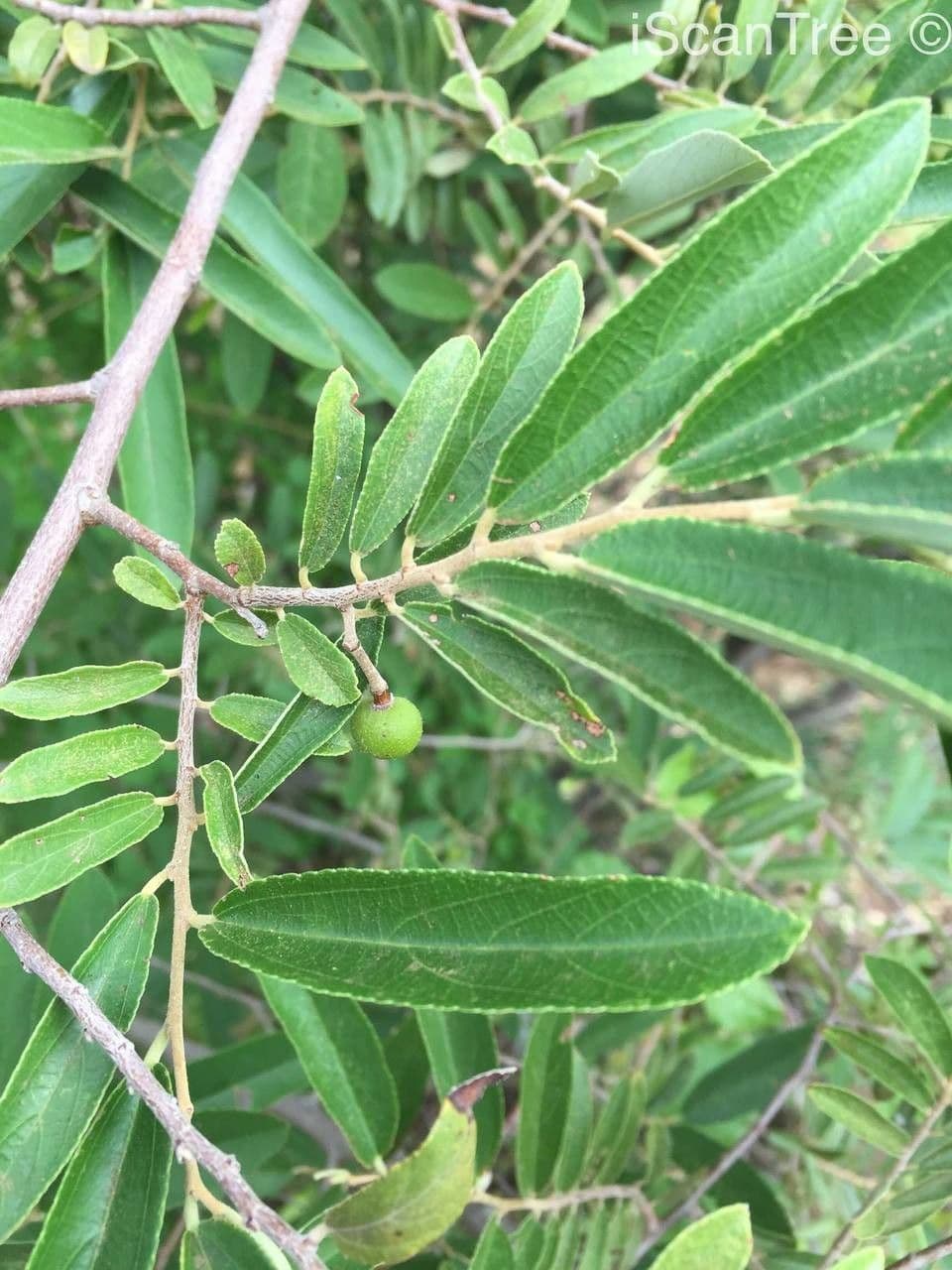 Grewia gialla 8