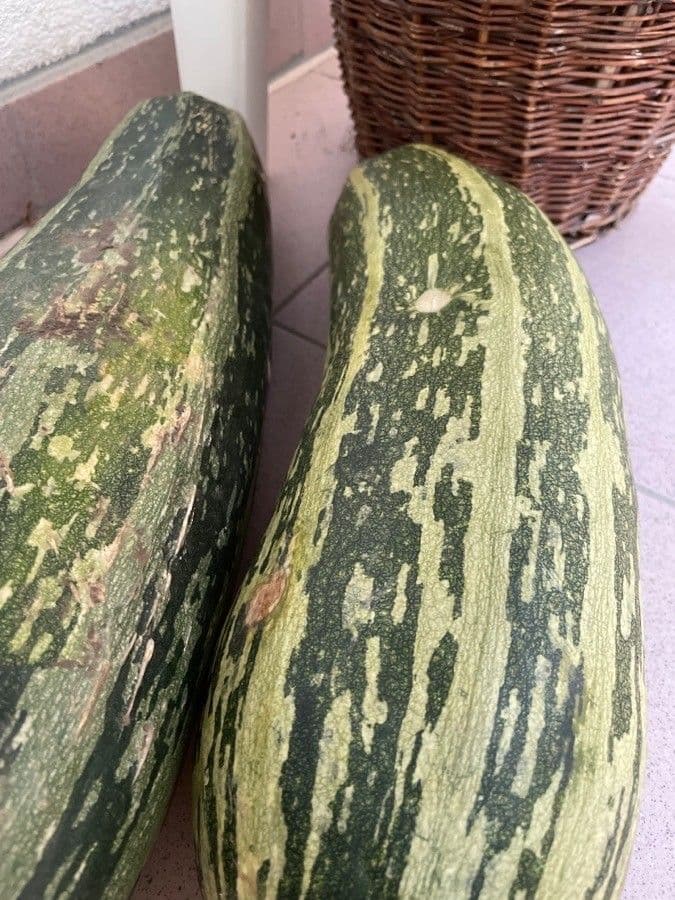 Bitter bottle gourd 23