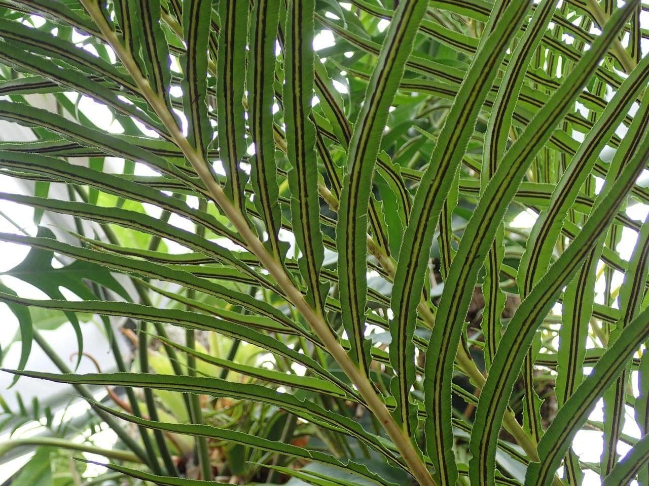 Blechnum