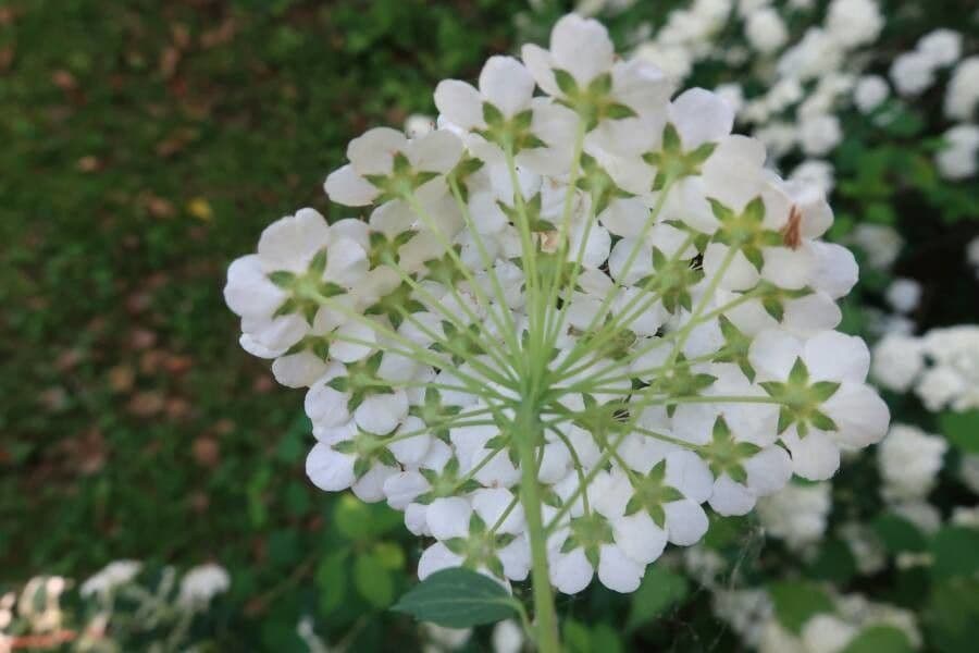 Spirea trilobata 10