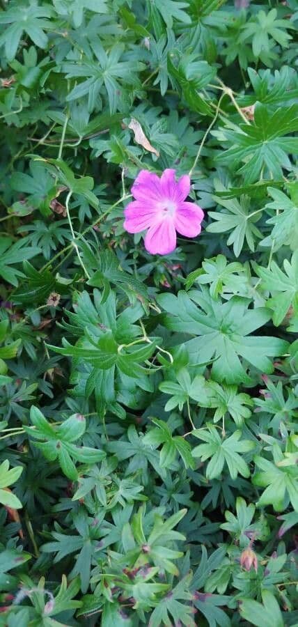 Géranium colombin 8