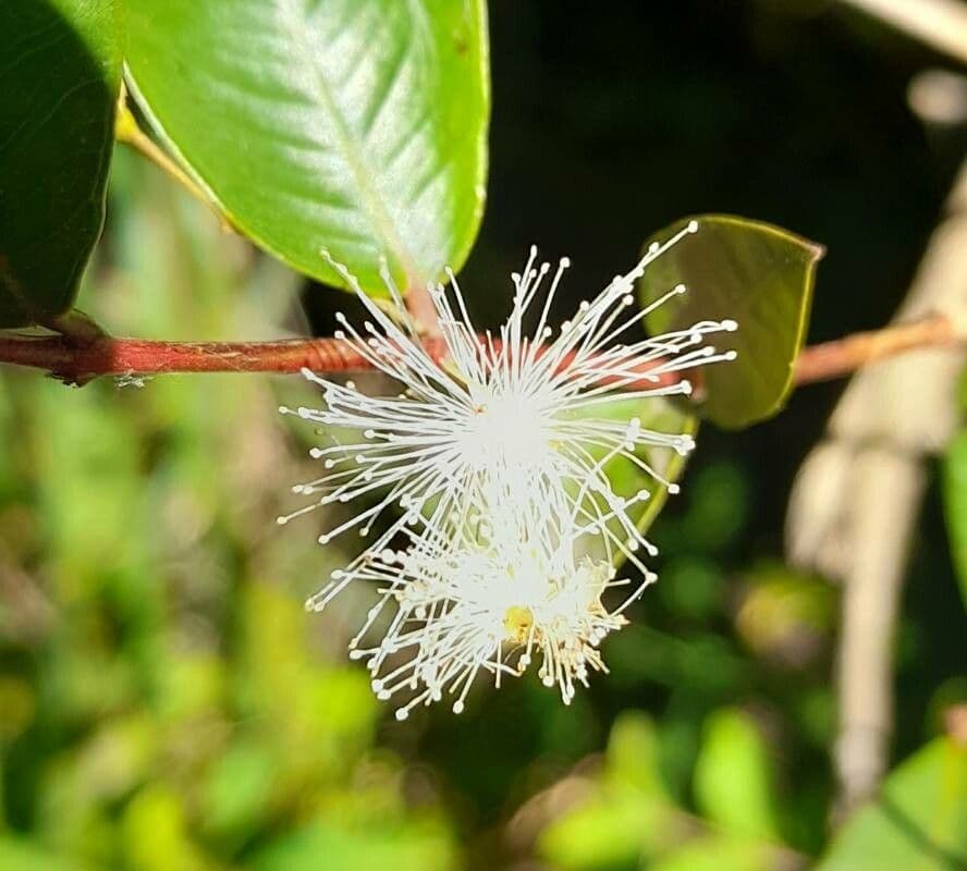 Blepharocalyx 6