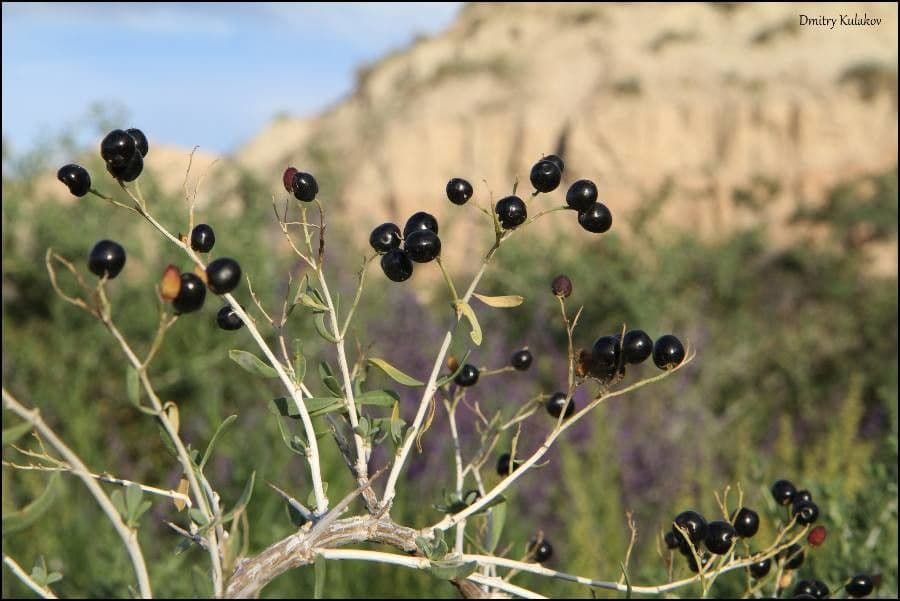 Nitraria siberiana 2