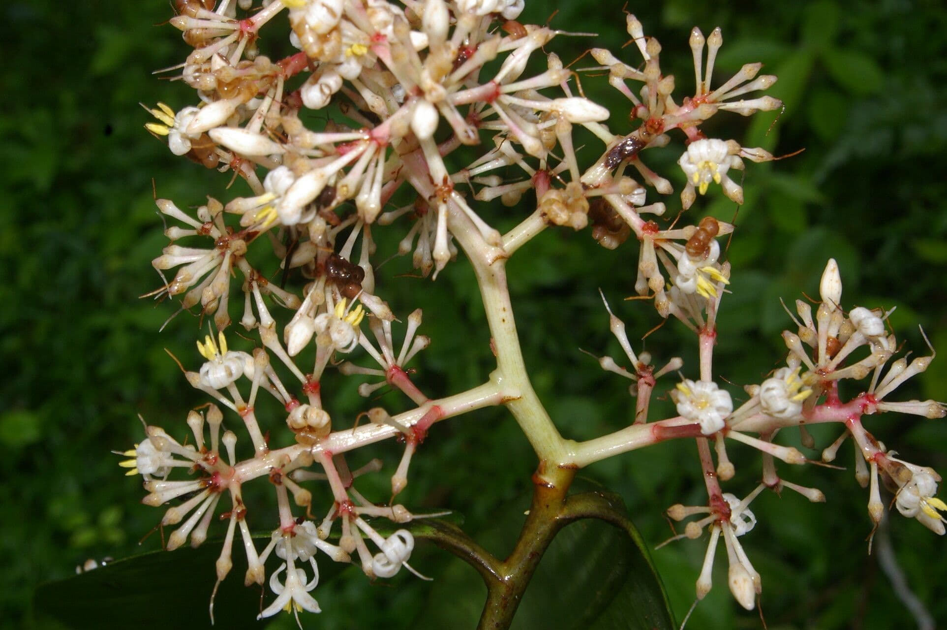Ardisia