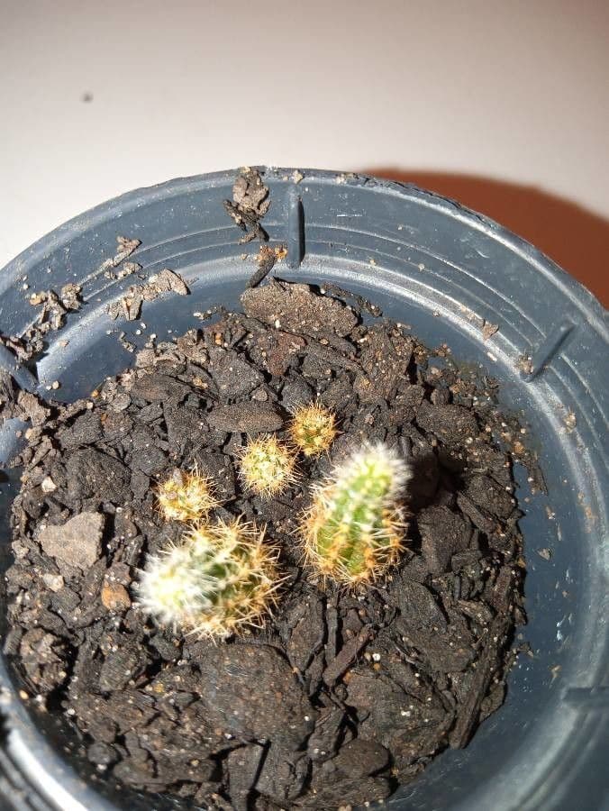 Cactus torcia d'argento 3