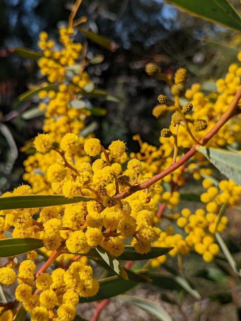 Acacia 3