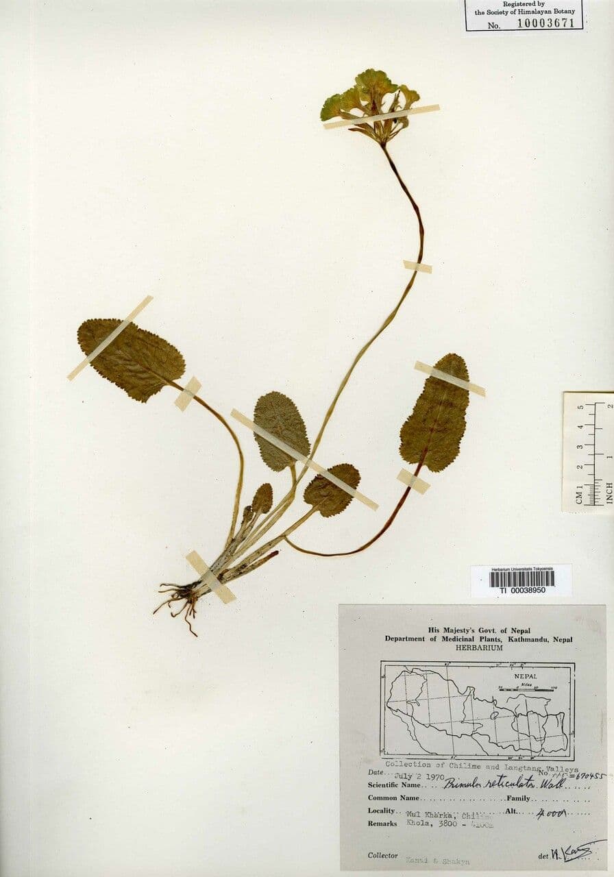 Primula 5