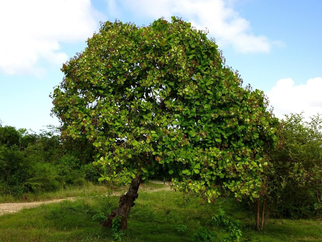 Anacardio 14