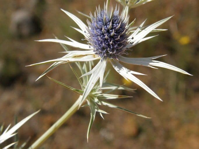 Eryngium eterofillo 7