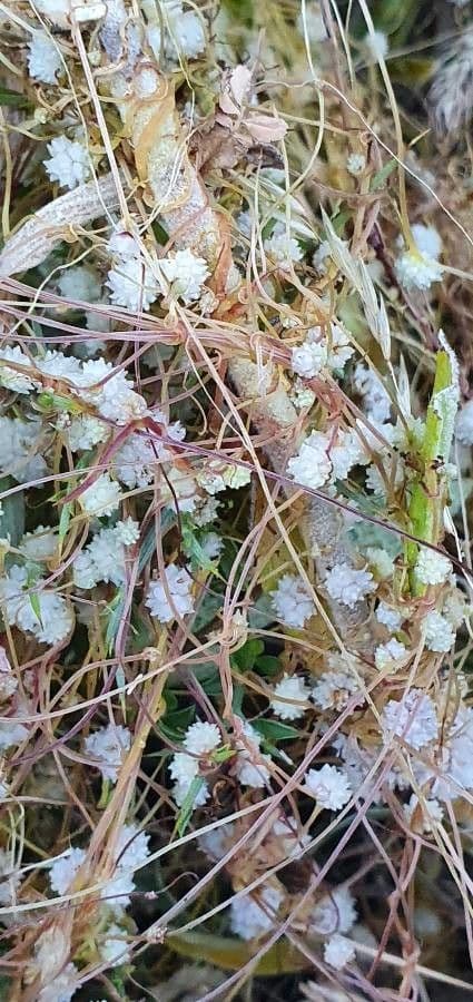 Cuscuta del lino 6