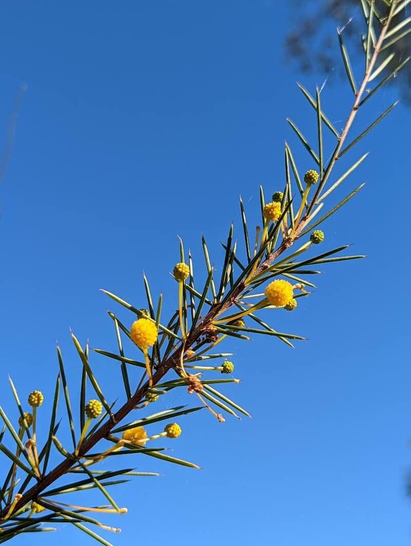 Acacia