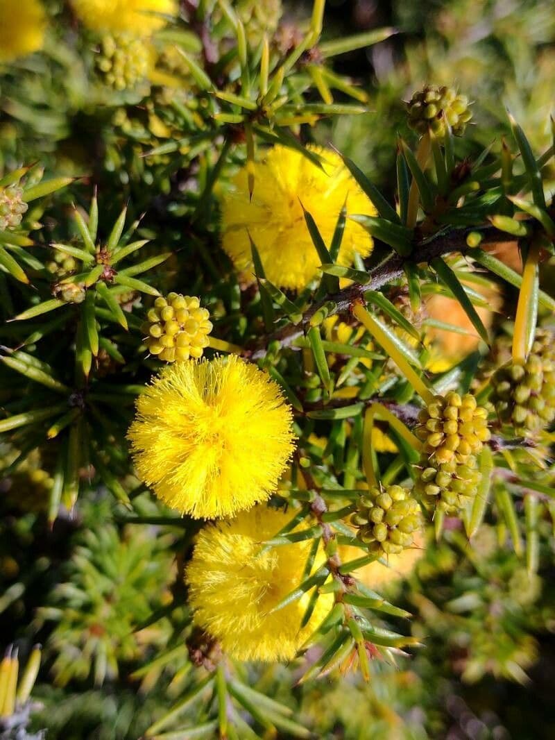 Acacia 2