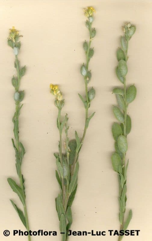 Fibigia clypeata 25