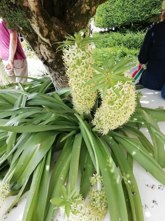 Eucomis 14
