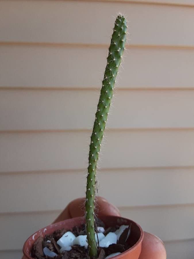 Opuntia leucotricha 23