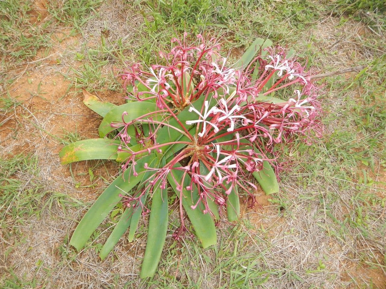 Ammocharis 11