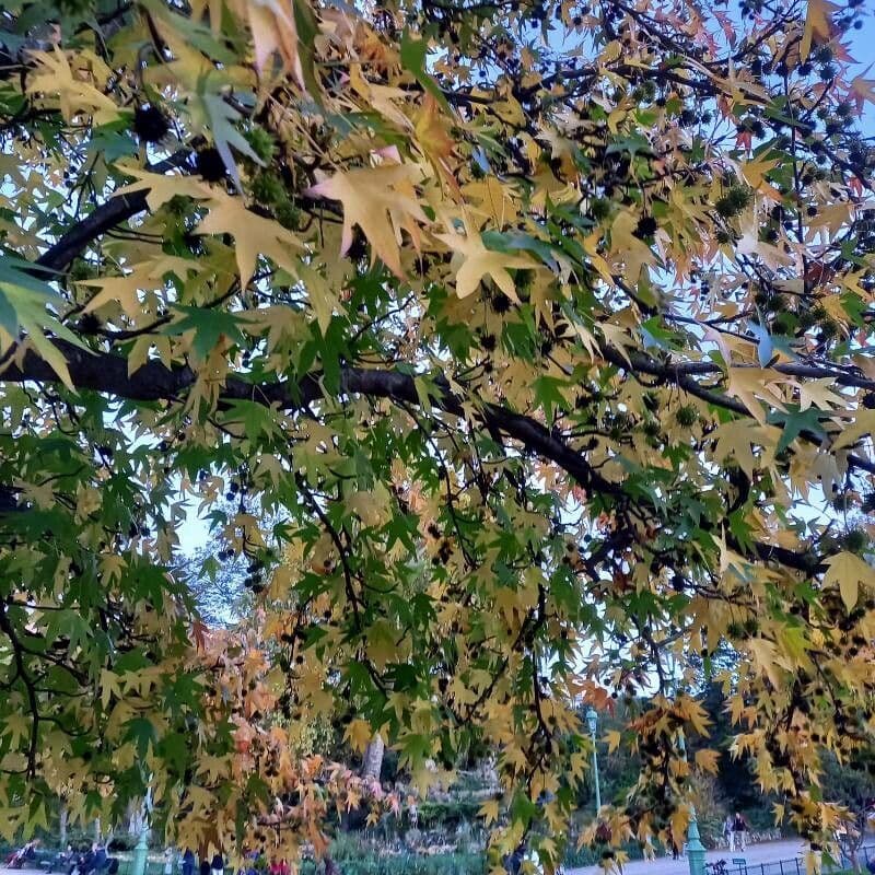 Liquidambar 28