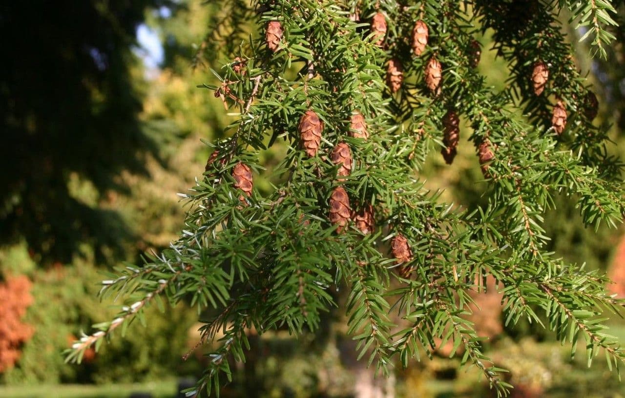Tsuga occidentale 13