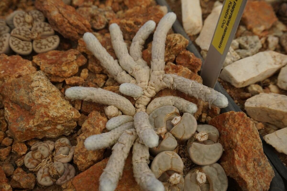 Anacampseros 10