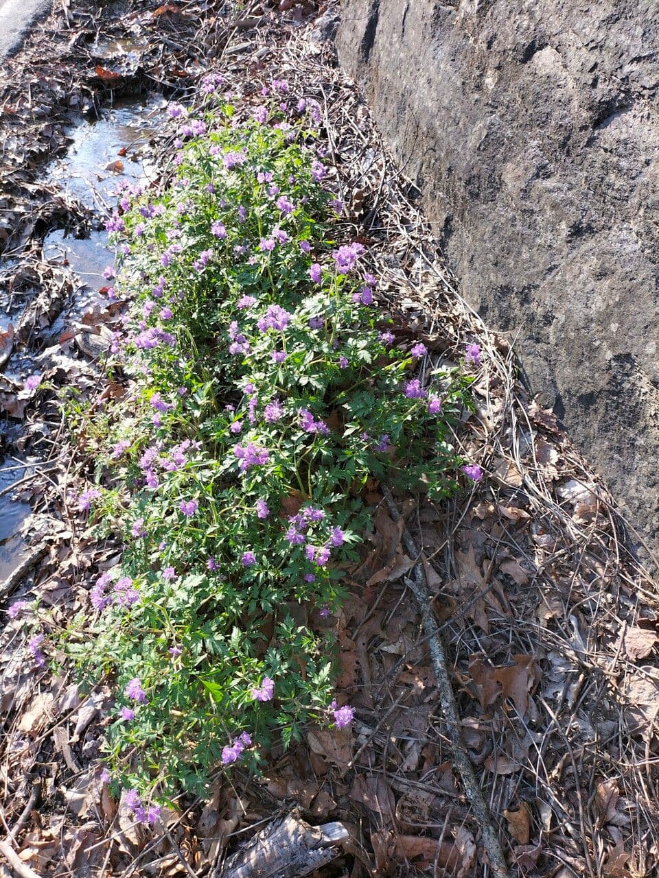 Phacelia bipinnatifida 22