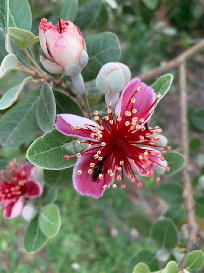 Feijoa 30