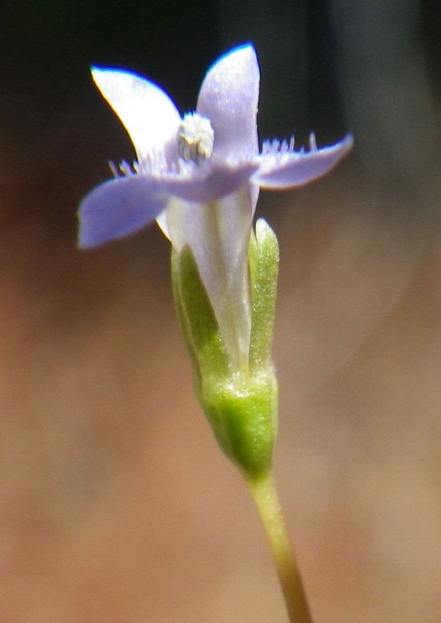 Solenopsis 5