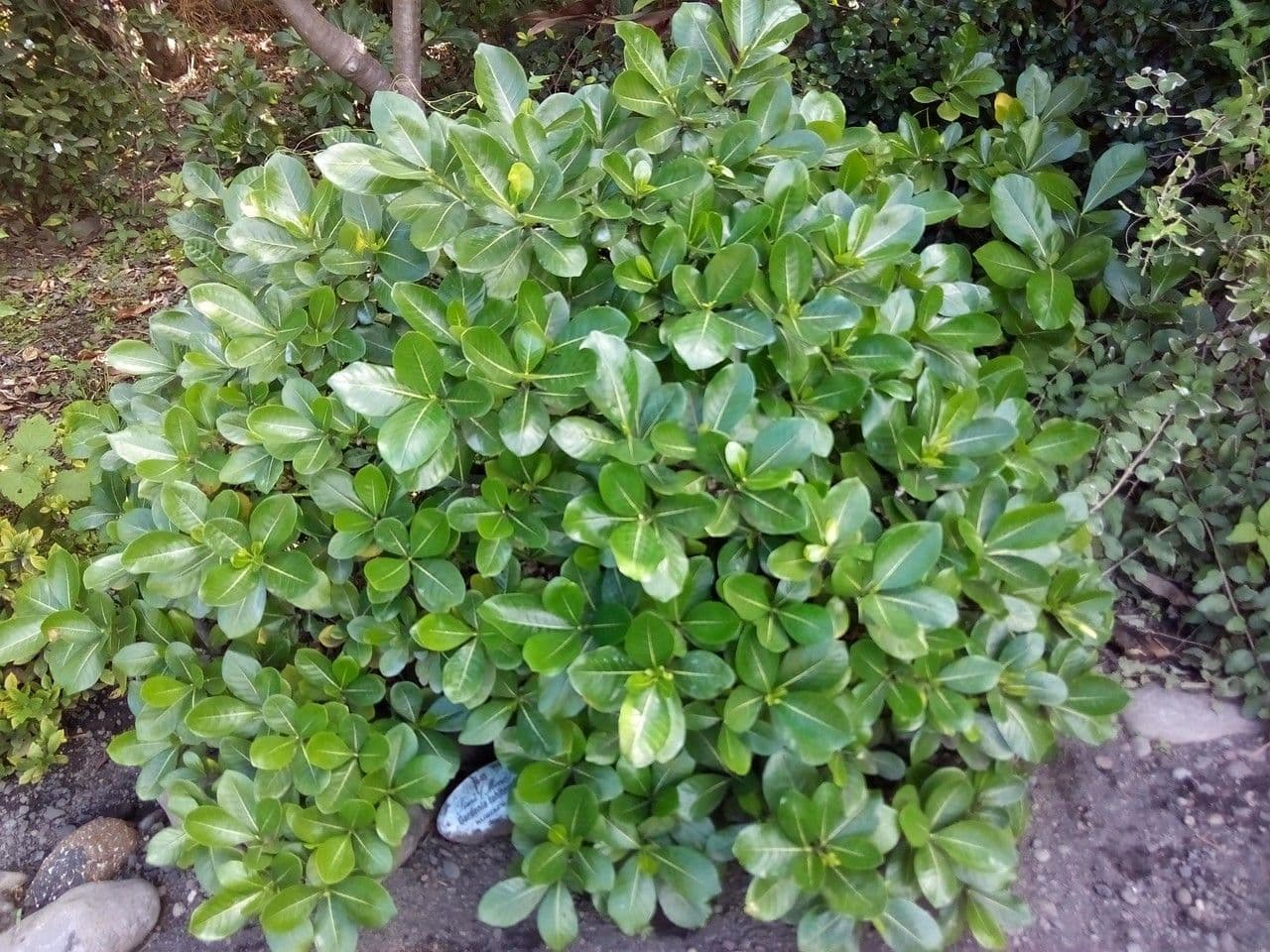 Gardenia tahitańska 8